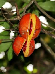 Image result for Tabernaemontana inconspicua