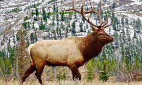 Elk Spirit Animal Symbolism And Meaning Spirit Animal Big Game Hunting Wildlife