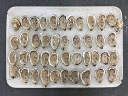 Enjoy the bounty of 5th generation shellfish farmers when you order from taylor shellfish! How Long Do Oysters Stay Fresh Pangea Shellfish Company
