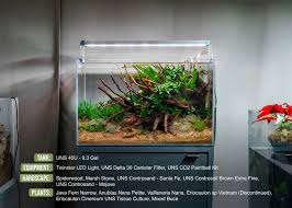 Image result for Eriocaulon africanum