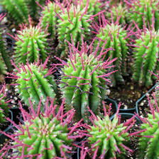 Image result for Euphorbia espinosa