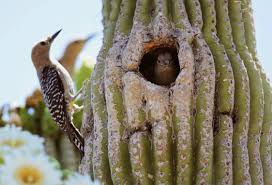 The saguaro cactus is one of the most recognisable of all cacti, as its distinct shape features in many western movies. Symbiotic Relationship By Michael Donoho
