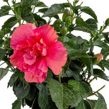 Image result for Hibiscus kirkii