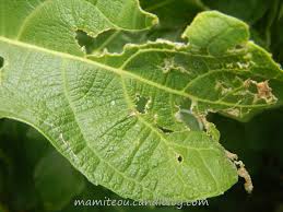 We did not find results for: Une Teigne Sur Un Figuier Mamiteou Dans Le Jardin