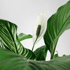 Find images of peace lily. Spathiphyllum Potted Plant Peace Lily 24 Cm Ikea