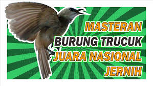 Nah, disini anda bisa melihat langsung gambar burung yang populer di sosial media. Burung Trucukan Gacor Mp3 Suara Burung Download Masteran 1 Jam Asmr Kicau Burung Youtube