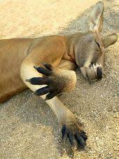 Daftar Togel Online Modal 25ribu Bisa Bermain Slot Sleeping Animals Kangaroo Stuffed Animal Cute Wild Animals