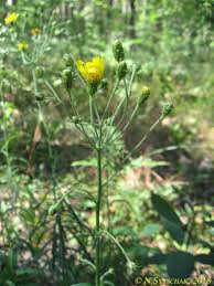 Image result for Erythrocephalum decipiens