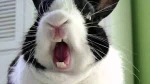 صورة الضاحكة