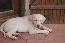 Maybe you would like to learn more about one of these? Labrador Dudley Puppy Photos Free Royalty Free Stock Photos From Dreamstime