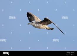Flying herring gull above water hi-res stock photography and images
