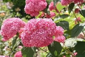 Image result for Hydrangea arborescens Pink Anabelle