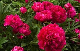 1 Peony Plant Double Peony Karl Rosenfield Red 2 3 Eye 1 Bare Root Fragrant Perennial Zones 3 9 Planting Peonies Peonies Plants