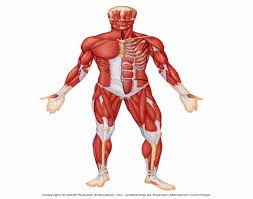 A muscle of the medial thigh that originates on the pubis. Anterior Muscles Quiz