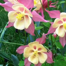 Image result for Aquilegia pompom mix