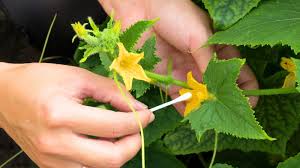 Image result for how to self pollinate cucumbers