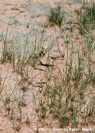 Image result for Microchloa