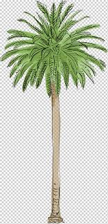 Le washingtonia filifera, également appelé palmier à jupon ou encore palmier de californie, est l'un des plus grands et des plus imposants palmiers rustiques. Washingtonia Palm Png Images Klipartz