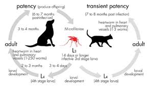 diagnosis of canine heartworm infection todays veterinary