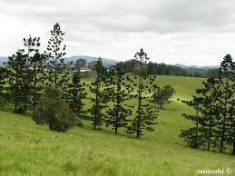 Image result for Araucaria cunninghamii