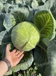 Image result for hlávková kapusta