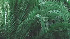 Maybe you would like to learn more about one of these? Free Download Plants Aesthetic Pc Wallpapers Top Plants Aesthetic Pc 1920x1080 For Your Desktop Mobile Tablet Explore 38 Aesthetic Green Pc Wallpapers Aesthetic Green Pc Wallpapers Wallpaper Aesthetic Green Aesthetic Wallpaper