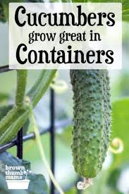You may need to treat your cucumbers with an epson salt foliar spray. How To Grow Cucumbers In Containers Brown Thumb Mama