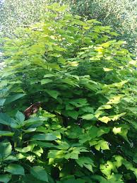 Image result for Broussonetia