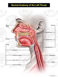 Girls full body picture anatomy. Normal Female Anatomy Of The Left Throat