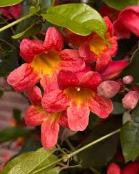 Image result for Bignonia capreolata