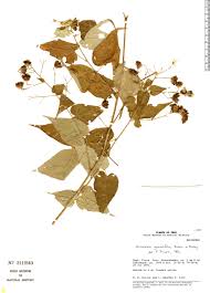 Image result for Wissadula