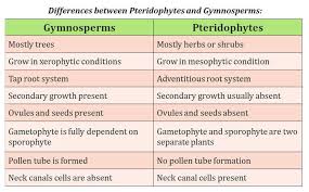 Gymnosperms Affinities Short Notes Easy Biology Class In 2020 Gymnosperm Alternation Of Generations Biology Class