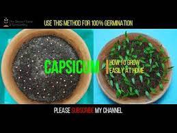 How To Grow Capsicum Bell Pepper Green Pepper From Seed At Home Youtube Growing Capsicum Capsicum Plant Growing Seeds