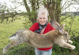 Maybe you would like to learn more about one of these? U K Police Hunt Rabbit Thief After Giant Celebrity Pet Darius Goes Missing