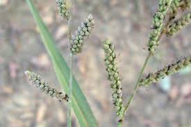 Image result for Echinochloa