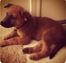 Check spelling or type a new query. Malinois X Dog Breed Information And Pictures
