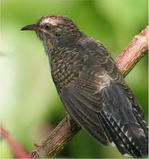 Jika burung ini jika berbunyi di dekat rumah mu atau lingkungan mu burung ini, namanya emprit (atau prit) gantil. Emprit Ganthil Yang Unik Dan Mitosnya