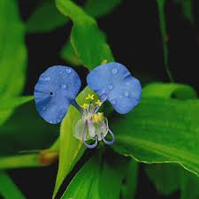 Image result for Commelinaceae