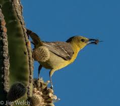 Forages in trees and bushes. Hooded Oriole Female Picture Of Baja Bungalows Cabo Pulmo Tripadvisor