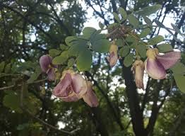 Image result for Ormocarpum zambesianum