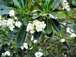 We did not find results for: Plants Flowers Trees Of Vietnam Vietnam Coracle Independent Travel Guides To Vietnam