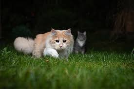 Laser pointers can be fun to play with but can they cause harm to a dog? Laser Pointers Can Cause Behavior Disorders In Cats Dvm360