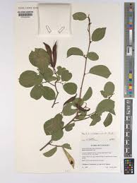 Image result for Baphia massaiensis