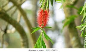 Image result for Melaleuca leucadendron