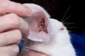 Image result for scabies rabbits ears