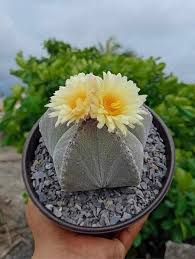 Image result for Stathmostelma fornicatum