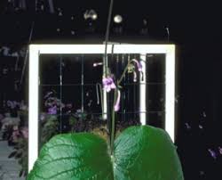 Image result for Streptocarpus umtaliensis