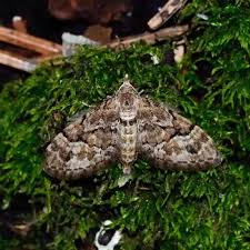 Image result for Eupithecia lanceata