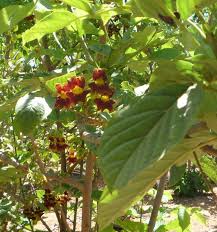 Image result for Markhamia zanzibarica