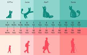 Kedi Yasi Insan Yasina Gore Nasil Hesaplanir Hayvanlar Nasil